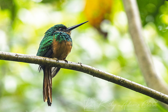 Rufous-tailed jacamar KAC1552