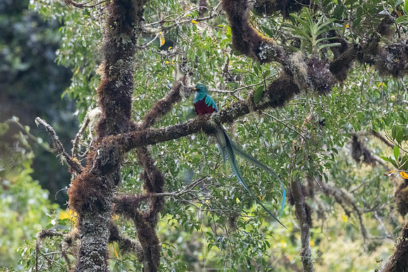 Resplendent quetzal KAC9356