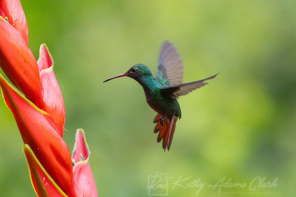 Rufous-tailed hummingbird KAC0611