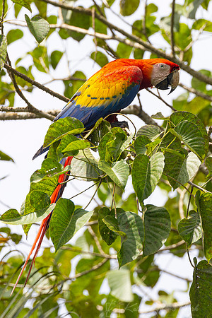 scarlet macaw KAC0857