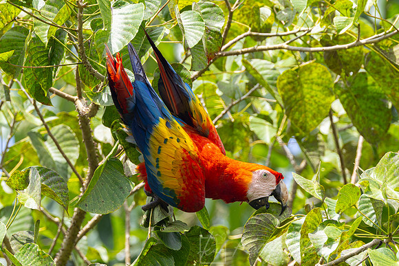 scarlet macaw KAC0823
