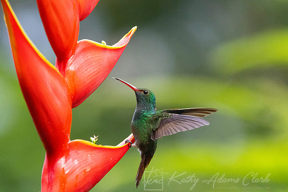 Rufous-tailed hummingbird KAC0614