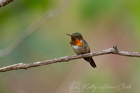 Scintillant hummingbird KAC1261