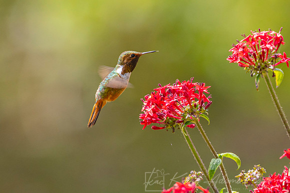 Scintillant hummingbird KAC1233