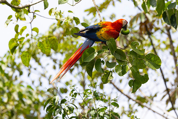 scarlet macaw KAC0860