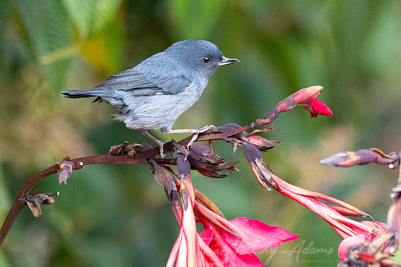 Slaty flowerpiercer KAC1038