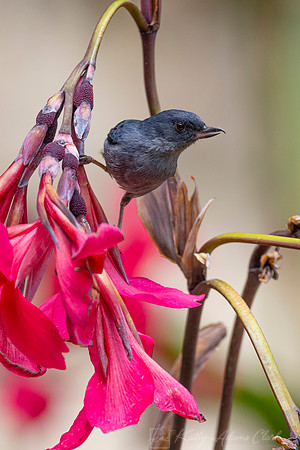 Slaty flowerpiercer KAC1245