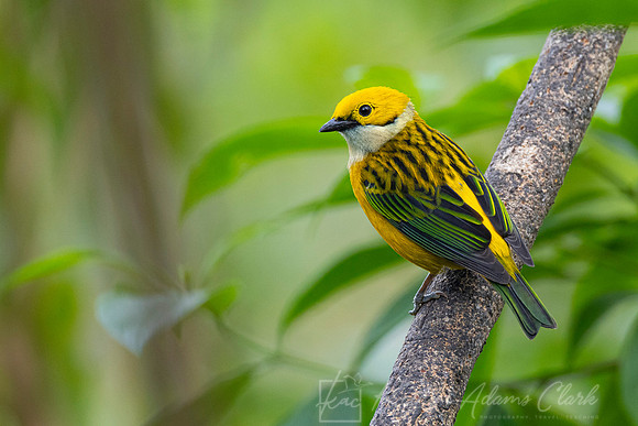 Silver-throated tanager KAC0869