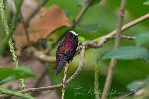 Snowcap hummingbird KAC9620