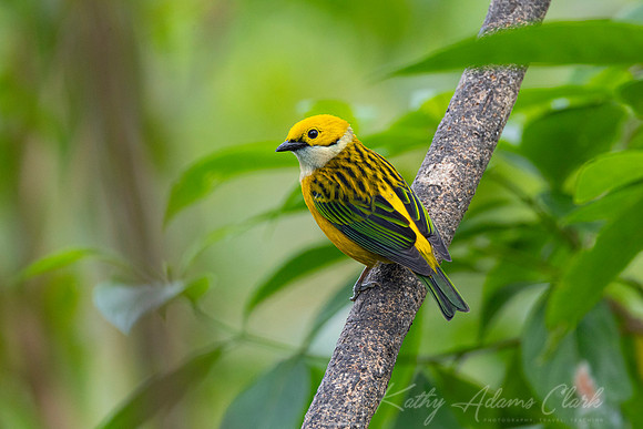 Silver-throated tanager KAC0870