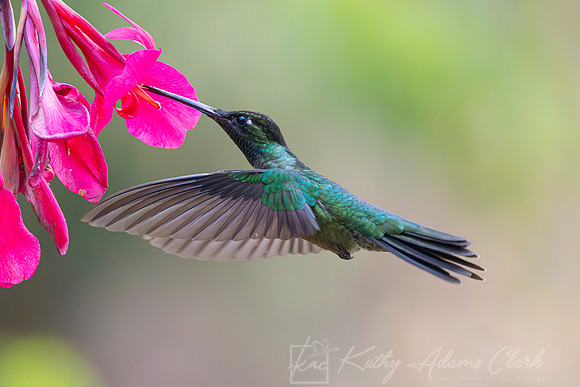 Talamancan Hummingbird KAC0944