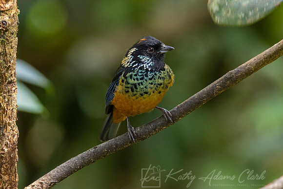 Spangle-cheeked tanager KAC9573