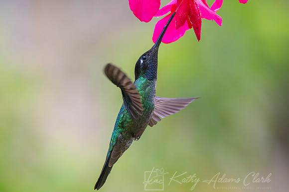 Tamalanca hummingbird KAC1310