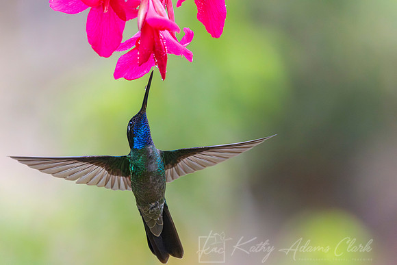 Tamalanca hummingbird KAC1307