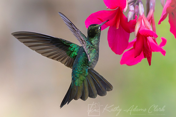 Tamalanca hummingbird KAC1449