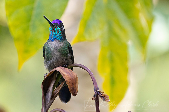 Tamalanca hummingbird KAC1140