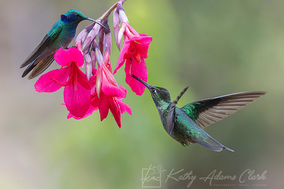 Tamalanca hummingbird KAC1324