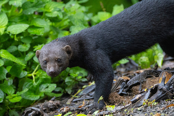 Tayra KAC0755