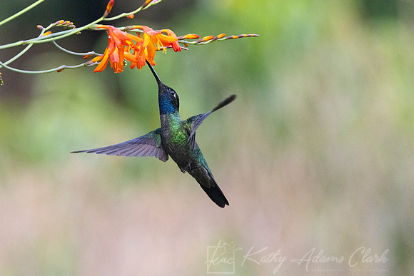 Tamalanca hummingbird KAC9482