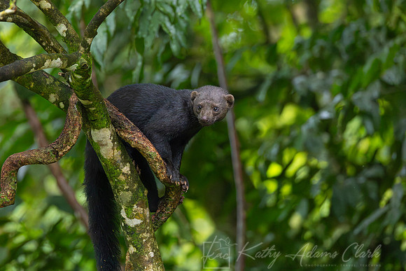 Tayra KAC0746