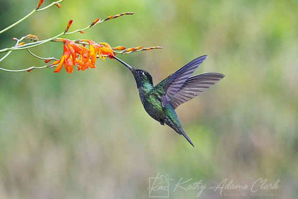 Tamalanca hummingbird KAC9525
