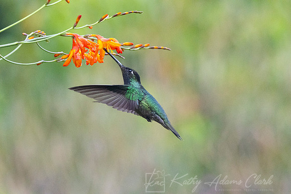 Tamalanca hummingbird KAC9533