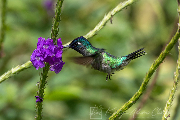 violet-headed hummingbird KAC0503
