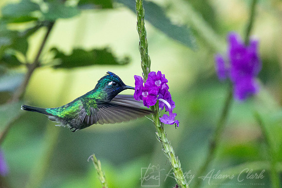 Violet-headed hummingbird KAC9631