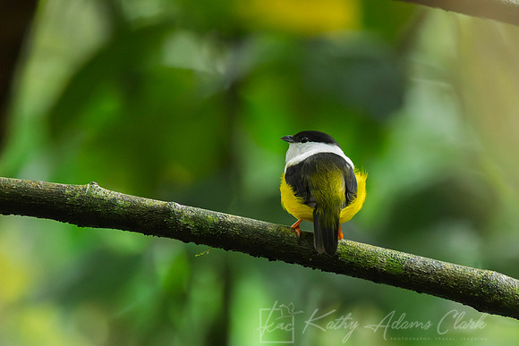 White-collared manakin KAC1538