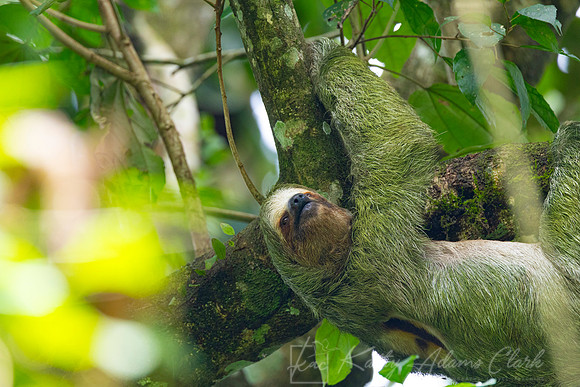Three-toed sloth KAC9772