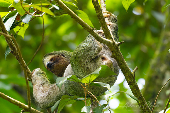 Three-toed sloth KAC9791