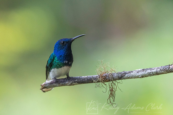 White-necked jacobin hummingbird KAC0512