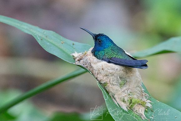 White-necked jacobin hummingbird KAC1551