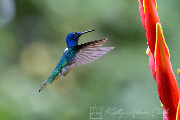 White-necked jacobin hummingbird KAC0588