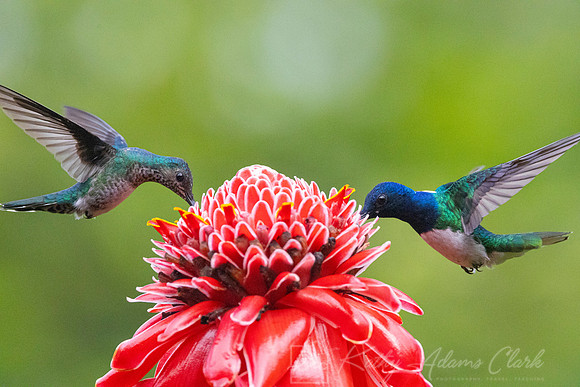 White-necked jacobin hummingbird KAC0602