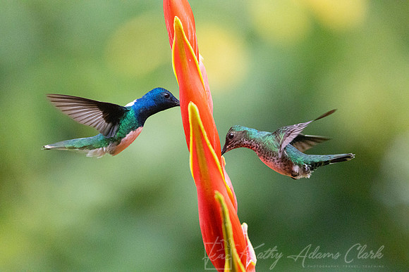 White-necked jacobin hummingbird KAC0606