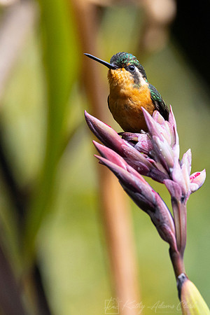 White-throated mountain-gem KAC1009