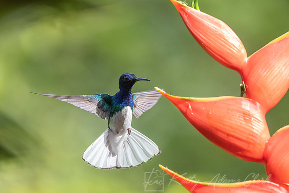 White-necked jacobin hummingbird KAC9716