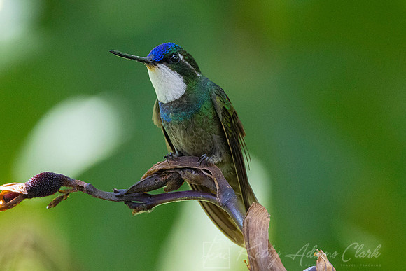 White-throated mountain-gem KAC0980
