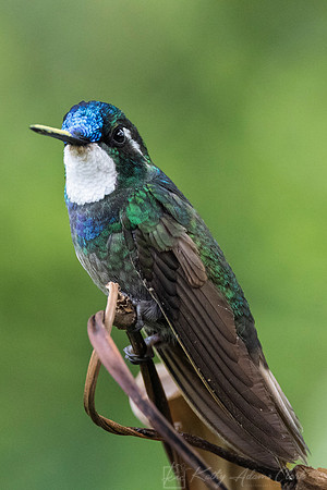 White-throated mountain-gem KAC1020
