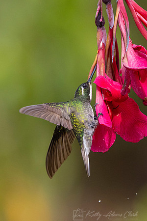 White-throated mountain-gem KAC1291