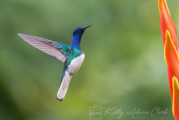 White-necked jacobin KAC0663