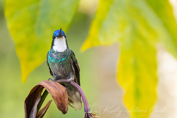 White-throated mountain-gem KAC1012