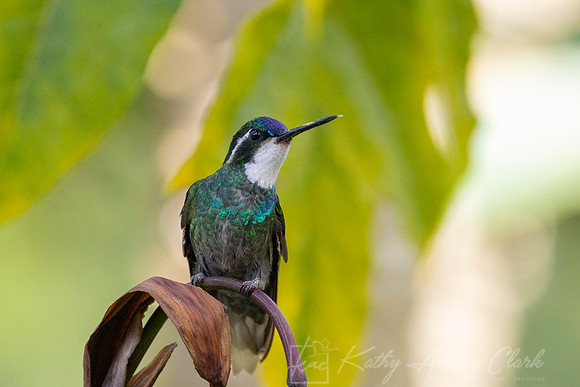 White-throated mountain-gem KAC1025