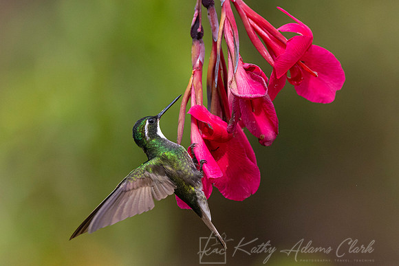 White-throated mountain-gem KAC1297