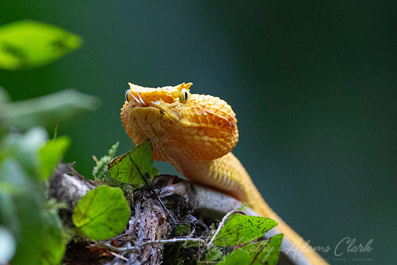 Yellow eyelash pit viper KAC1601