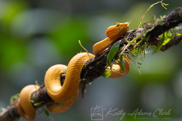 Yellow eyelash pit viper KAC1587