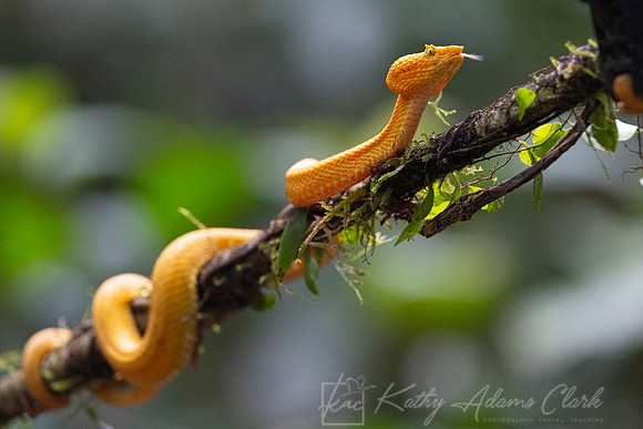 Yellow eyelash pit viper KAC1596