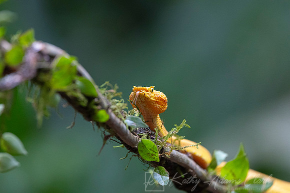 Yellow eyelash pit viper KAC1600