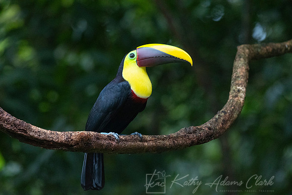 Yellow-throated toucan KAC0765